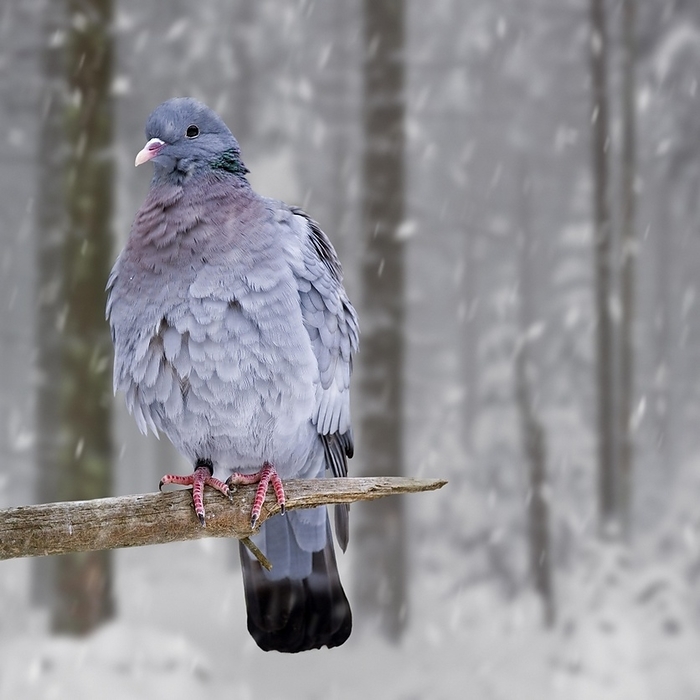 Stock dove (Columba oenas) with fluffed up feathers perched in tree during snow shower in winter, by alimdi / Arterra