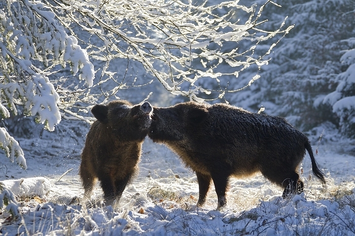 wild boar Wild boars  Sus scrofa  fighting in the snow in winter, Germany, Europe, by alimdi   Arterra