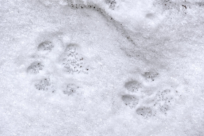 Footprints of the European Lynx Eurasian lynx  Lynx lynx  footprints in the snow in winter, Bavarian Forest National Park, Germany, Europe, by alimdi   Arterra