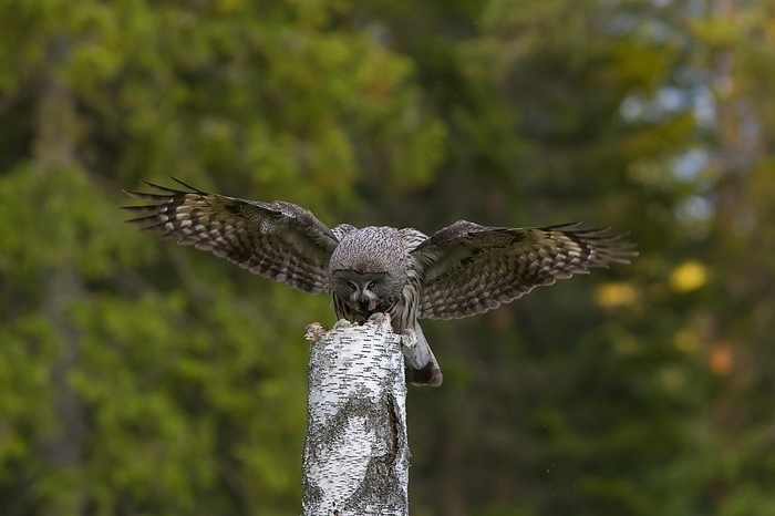 great grey owl  Strix nebulosa  Great grey owl  Strix nebulosa , great gray owl landing on nest on top of tree stump in Scandinavian coniferous forest, by alimdi   Arterra