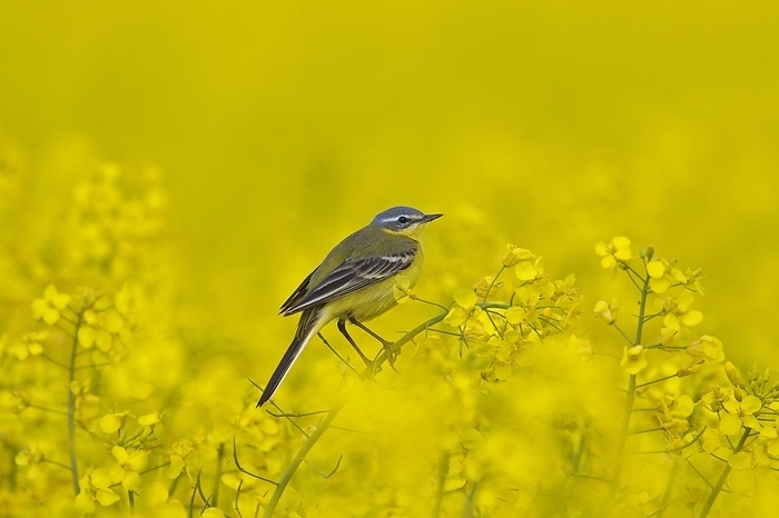 long tailed wagtail  Motacilla alba lugens  Western yellow wagtail  Motacilla flava , male perched in flowering rape field in spring, by alimdi   Arterra