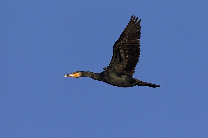 great cormorant  Phalacrocorax carbo  Great cormorant  Phalacrocorax carbo  in flight, Germany, Europe, by alimdi   Arterra