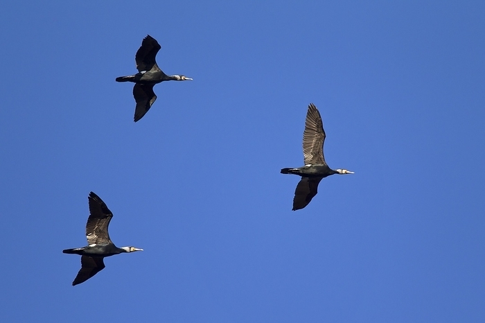 great cormorant  Phalacrocorax carbo  Great Cormorants  Phalacrocorax carbo  flying in formation, Germany, Europe, by alimdi   Arterra