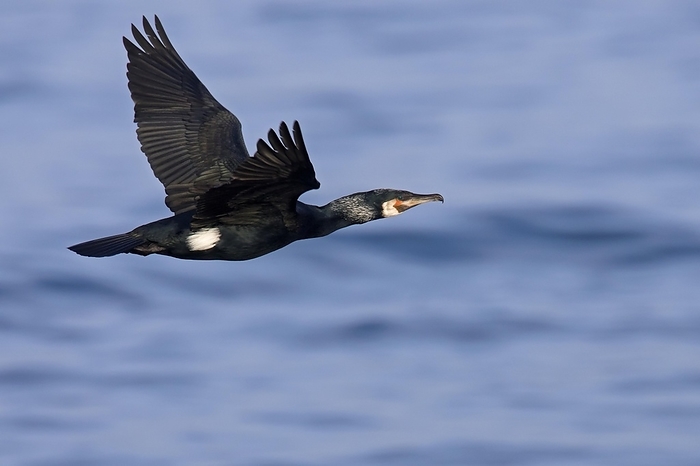 great cormorant  Phalacrocorax carbo  Great cormorant, great black cormorant  Phalacrocorax carbo  in flying over sea in winter, by alimdi   Arterra