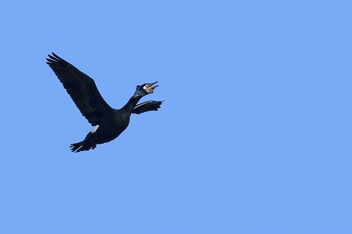 great cormorant  Phalacrocorax carbo  Great cormorant, great black cormorant  Phalacrocorax carbo  in breeding plumage calling in flight against blue sky in late winter, by alimdi   Arterra
