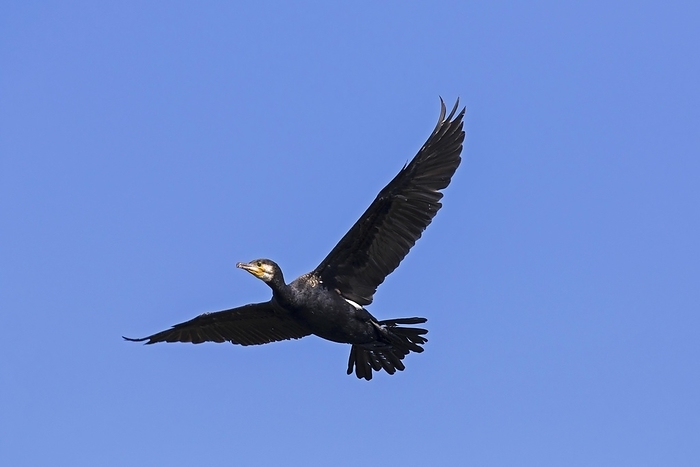 great cormorant  Phalacrocorax carbo  Great cormorant, great black cormorant  Phalacrocorax carbo  flying against blue sky in summer, by alimdi   Arterra