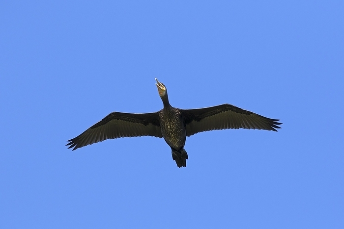 great cormorant  Phalacrocorax carbo  Great cormorant, great black cormorant  Phalacrocorax carbo  flying against blue sky in summer, by alimdi   Arterra