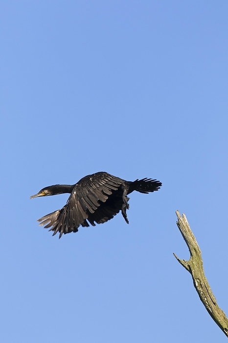 great cormorant  Phalacrocorax carbo  Great cormorant, great black cormorant  Phalacrocorax carbo  taking off from dead tree in summer, by alimdi   Arterra