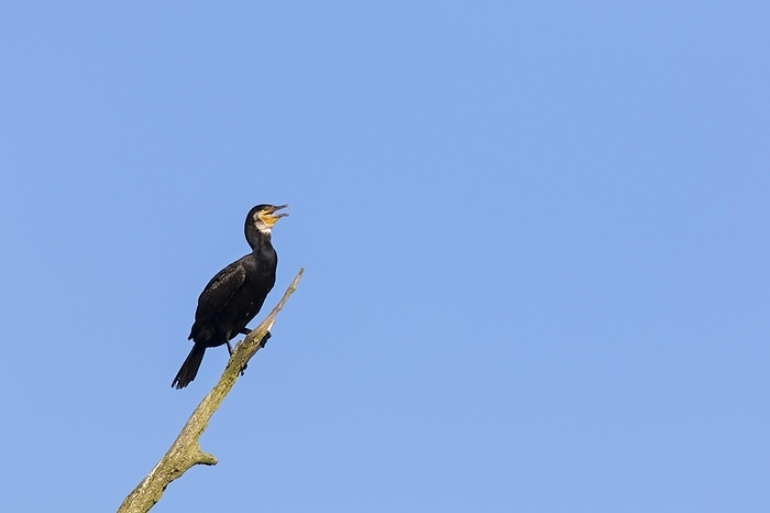 great cormorant  Phalacrocorax carbo  Great cormorant, great black cormorant  Phalacrocorax carbo  calling from dead tree in summer, by alimdi   Arterra