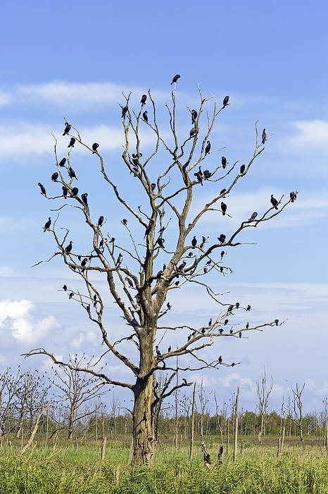 great cormorant  Phalacrocorax carbo  Great cormorants  Phalacrocorax carbo  colony perched in dead tree in summer, Anklamer Stadtbruch nature reserve, Mecklenburg West Pomerania, Germany, Europe, by alimdi   Arterra