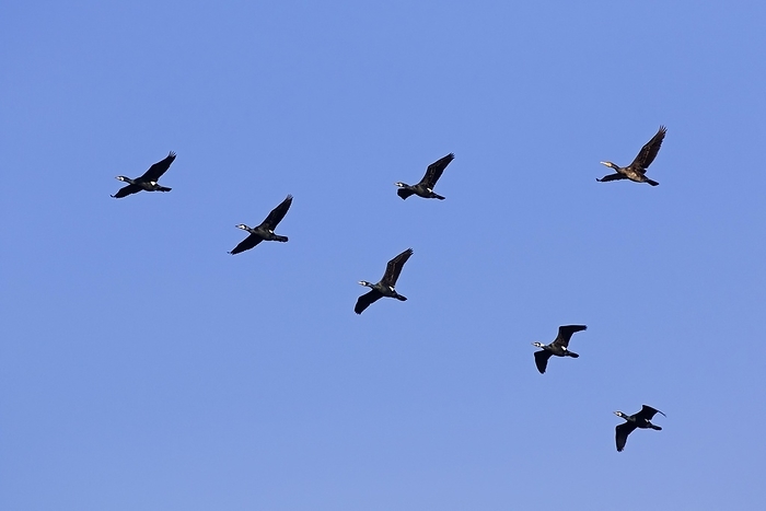 great cormorant  Phalacrocorax carbo  Great cormorants, great black cormorant  Phalacrocorax carbo  flock flying in V formation against blue sky, by alimdi   Arterra