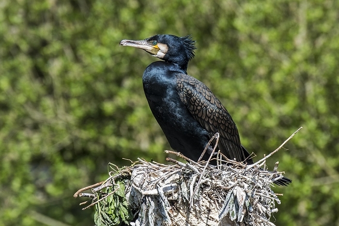 great cormorant  Phalacrocorax carbo  Great cormorant, great black cormorant  Phalacrocorax carbo  sitting on big nest made of branches in spring, by alimdi   Arterra