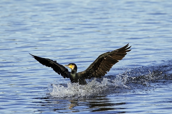great cormorant  Phalacrocorax carbo  Great cormorant, great black cormorant  Phalacrocorax carbo  landing on water in lake, by alimdi   Arterra