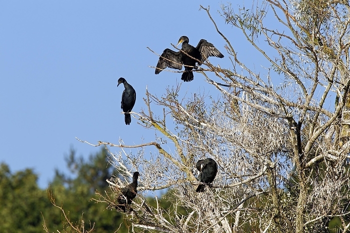 great cormorant  Phalacrocorax carbo  Great cormorant  Phalacrocorax carbo  spreading wings in colony perched in dead tree in autumn, by alimdi   Arterra