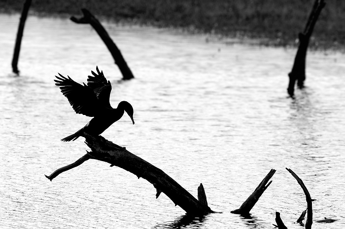 great cormorant  Phalacrocorax carbo  Great cormorant  Phalacrocorax carbo  perched on dead tree trunk in lake stretching wings for drying silhouetted at the Bay of the Somme, France, Europe, by alimdi   Arterra