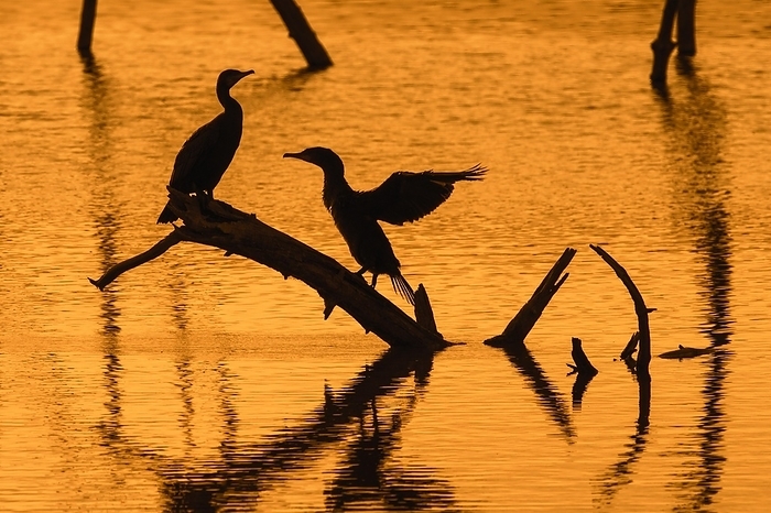 Two great cormorants perched on dead tree trunk in lake stretching wings for drying at sunset, Marquenterre park, Bay of the Somme, France, Europe, by alimdi / Arterra