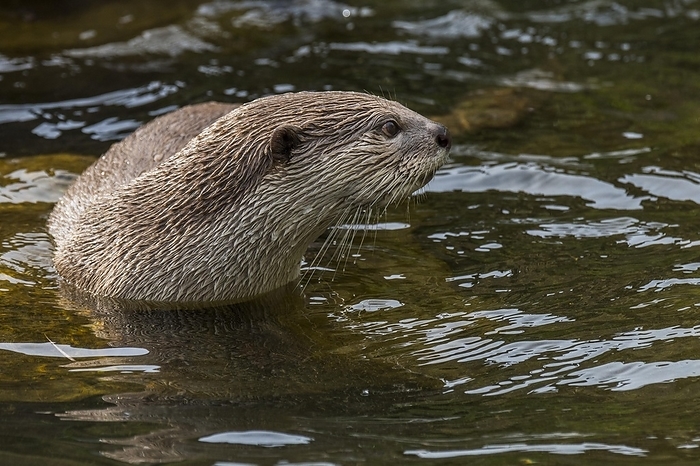 velvet otter  Lutra lutra  Smooth coated otter  Lutrogale perspicillata   Lutra perspicillata  foraging in stream, native to the Indian subcontinent and Southeast Asia, by alimdi   Arterra