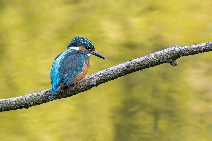 beautiful lustrous colour similar to that of the kingfisher s feathers Common kingfisher  Alcedo atthis  juvenile perched in tree over water of pond in spring, by alimdi   Arterra