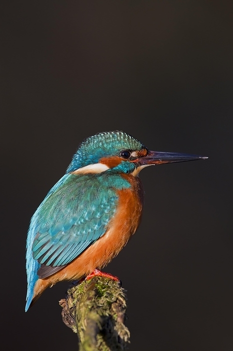 beautiful lustrous colour similar to that of the kingfisher s feathers Common kingfisher, Eurasian kingfisher  Alcedo atthis  perched on branch and on the lookout for fish in river against dark background, by alimdi   Arterra
