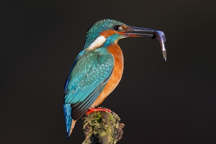 beautiful lustrous colour similar to that of the kingfisher s feathers Common kingfisher, Eurasian kingfisher  Alcedo atthis  perched on branch with caught fish in beak, by alimdi   Arterra