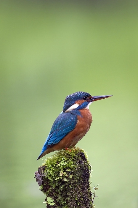 beautiful lustrous colour similar to that of the kingfisher s feathers Common kingfisher, Eurasian kingfisher  Alcedo atthis  female perched on branch and on the lookout for fish in river, by alimdi   Arterra
