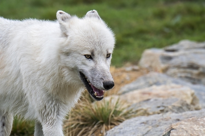 Arctic wolf  Canis lupus arctos  Close up portrait of Canadian Arctic wolf  Canis lupus arctos , white wolf, Polar wolf native to Canada with flattened ears, by alimdi   Arterra
