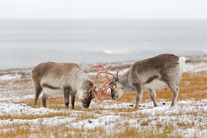 reindeer  Rangifer tarandus  Two Svalbard reindeer  Rangifer tarandus platyrhynchus  males, bulls fighting by locking antlers on the tundra in autumn, fall, Svalbard, Norway, Europe, by alimdi   Arterra
