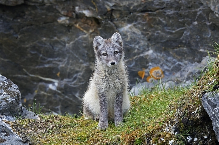 Arctic fox  Vulpes lagopus, formerly Alopex lagopus  Arctic fox  Alopex lagopus   Vulpes lagopus , white fox, polar fox, snow fox young foraging in rocky terrain on the tundra in summer, by alimdi   Arterra