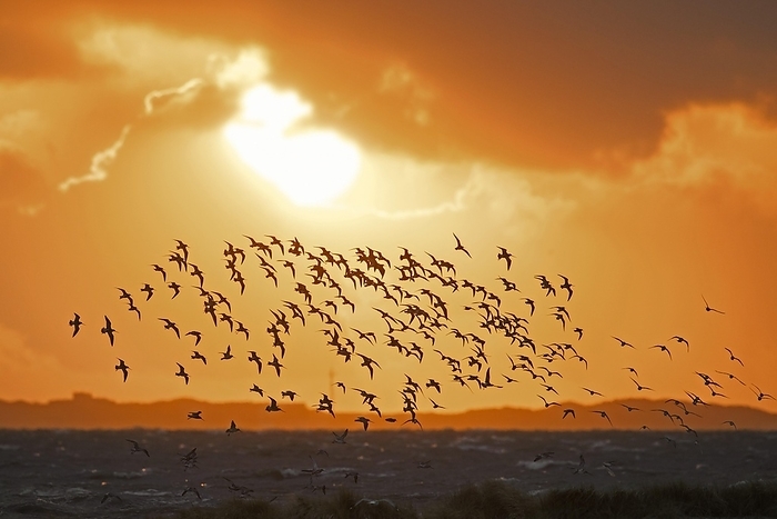 Terek sandpiper  Xenus cinereus  Huge flock of bar tailed godwits  Limosa lapponica  and red knots in flight, silhouetted against orange sunset sky along the North Sea coast in spring, by alimdi   Arterra