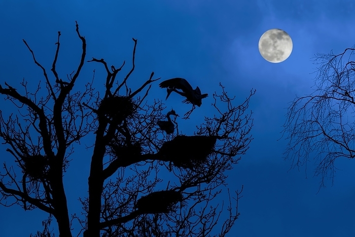 grey heron  Ardea cinerea  Grey heron  Ardea cinerea  landing on nest in tree at heronry, heron rookery silhouetted at night with full moon in spring, by alimdi   Arterra