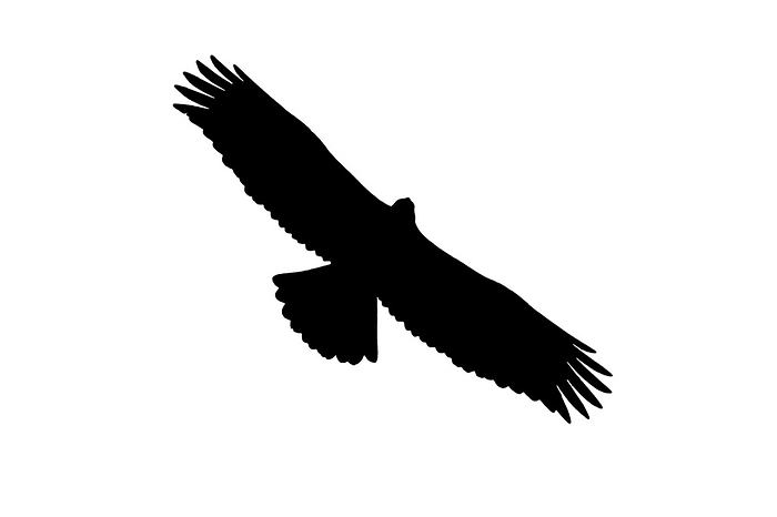 golden eagle  Aquila chrysaetos  Silhouette of European golden eagle  Aquila chrysaetos  juvenile in flight outlined against white background to show wings, head and tail shapes, by alimdi   Arterra