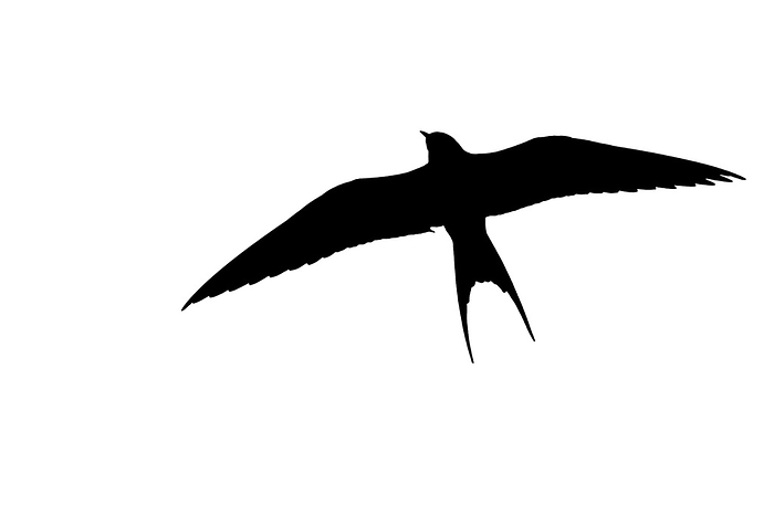 Silhouette of Arctic tern (Sterna paradisaea) in flight outlined against white background to show wings, head and tail shapes, by alimdi / Arterra