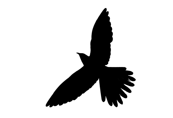 common cuckoo  Cuculus canorus  Silhouette of common cuckoo  Cuculus canorus  in flight outlined against white background to show wings, head and tail shapes, by alimdi   Arterra