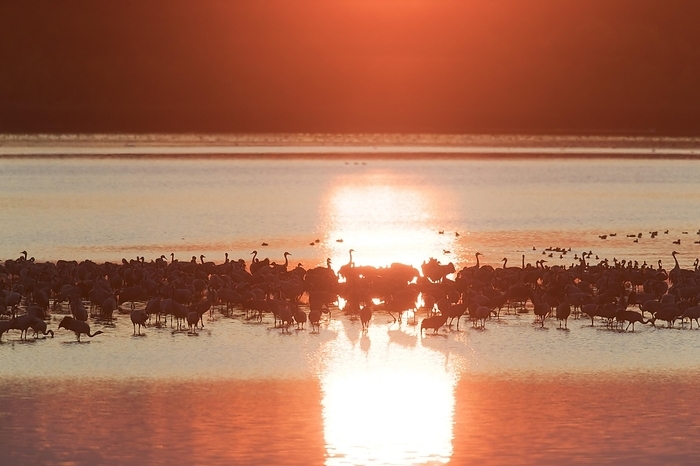 common crane  Grus grus  Flock of common cranes, Eurasian crane  Grus grus  group resting in shallow water, silhouetted at sunset in autumn, fall, by alimdi   Arterra