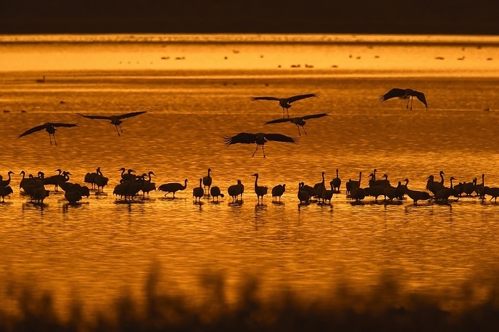 common crane  Grus grus  Flock of common cranes, Eurasian crane  Grus grus  group congregating in shallow water at roosting site, silhouetted at sunset in autumn, fall, by alimdi   Arterra