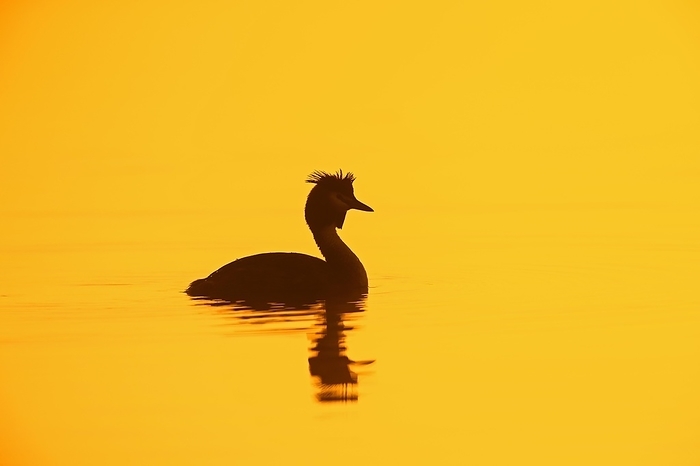 Great Crested Grebe  Podiceps cristatus  Great crested grebe  Podiceps cristatus  in breeding plumage swimming in lake, pond silhouetted against sunrise in spring, by alimdi   Arterra