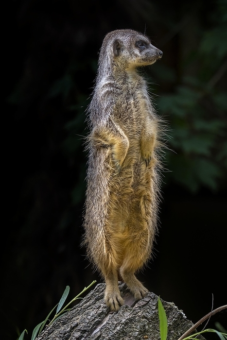 meerkat  Suricata suricatta  Meerkat, suricate  Suricata suricatta  sentinel standing upright looking for predators, native to the deserts of southern Africa, by alimdi   Arterra