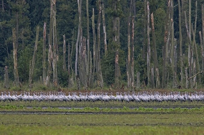 common crane  Grus grus  Flock of common cranes, Eurasian crane  Grus grus  group resting in marshland in autumn, fall, Western Pomerania Lagoon Area NP, Germany, Europe, by alimdi   Arterra