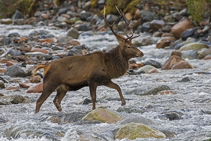 red deer  Cervus elaphus  Red deer  Cervus elaphus  stag, male crossing river, mountain stream in winter in the Scottish Highlands, Scotland, UK, by alimdi   Arterra