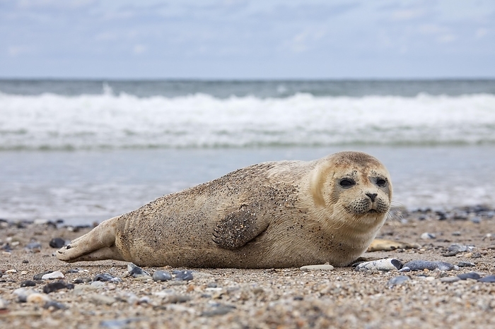 harbour seal Common seal, Harbour seal  Phoca vitulina  pup resting on beach, Helgoland, Heligoland, Wadden Sea, Germany, Europe, by alimdi   Arterra