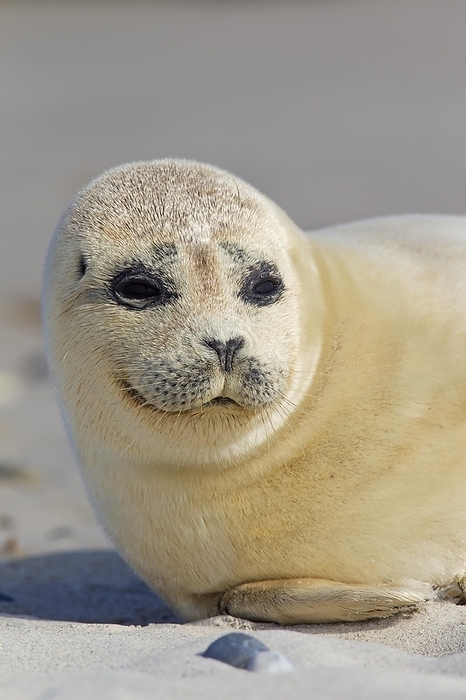 harbour seal Common seal, Harbour seal  Phoca vitulina  resting on beach, Helgoland, Heligoland, Wadden Sea, Germany, Europe, by alimdi   Arterra