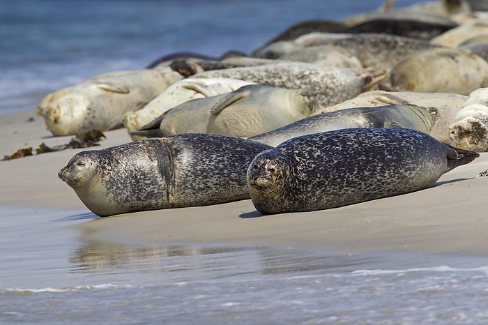 harbour seal Common seals, Harbour seal  Phoca vitulina  colony resting on beach at Helgoland, Heligoland, Wadden Sea, Germany, Europe, by alimdi   Arterra