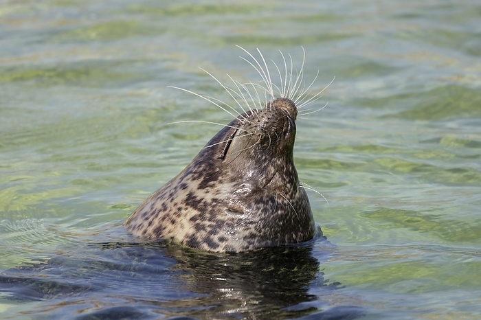 harbour seal Close up of common seal, harbour seal  Phoca vitulina  bottling, sleeping upright in sea, by alimdi   Arterra