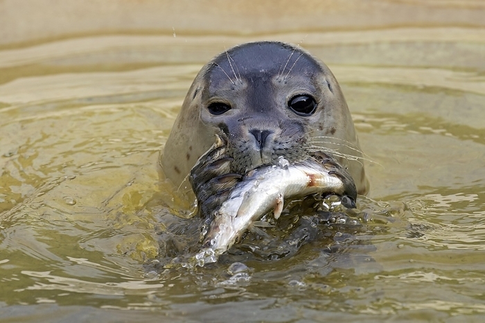 harbour seal Close up of common seal, harbour seal  Phoca vitulina  eating fish in sea, by alimdi   Arterra