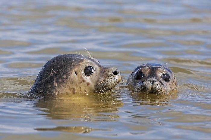 harbour seal Two young common seals, harbour seals  Phoca vitulina  close up of juveniles swimming in the North Sea, by alimdi   Arterra