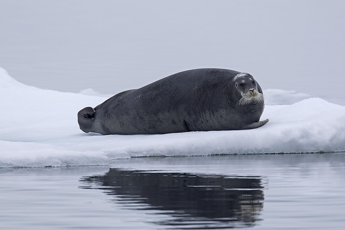 bearded seal  Erignathus barbatus  Bearded seal, square flipper seal  Erignathus barbatus  resting on ice floe in the Arctic Ocean at Svalbard, Spitsbergen, Norway, Europe, by alimdi   Arterra