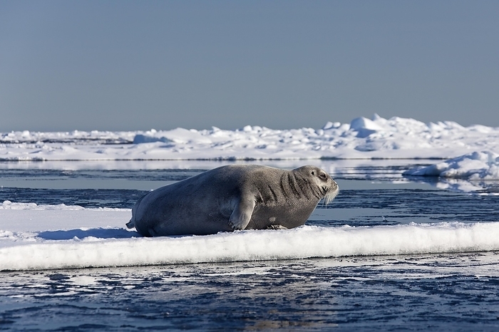 bearded seal  Erignathus barbatus  Bearded seal, square flipper seal  Erignathus barbatus  resting on ice floe, Svalbard, Norway, Europe, by alimdi   Arterra