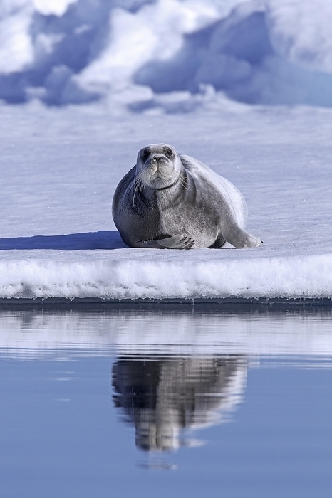 bearded seal  Erignathus barbatus  Bearded seal, square flipper seal  Erignathus barbatus  resting on ice floe in the Arctic Ocean, Svalbard, Spitsbergen, Norway, Europe, by alimdi   Arterra
