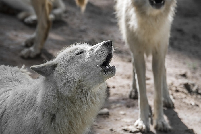 Hudson Bay wolf pack (Canis lupus hudsonicus) white wolves howling near den, native to Canada, by alimdi / Arterra
