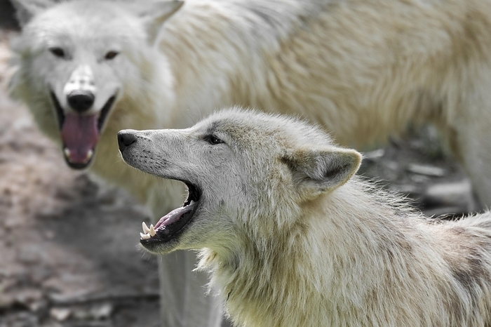Hudson Bay wolf pack (Canis lupus hudsonicus) two white wolves howling near den, native to Canada, by alimdi / Arterra